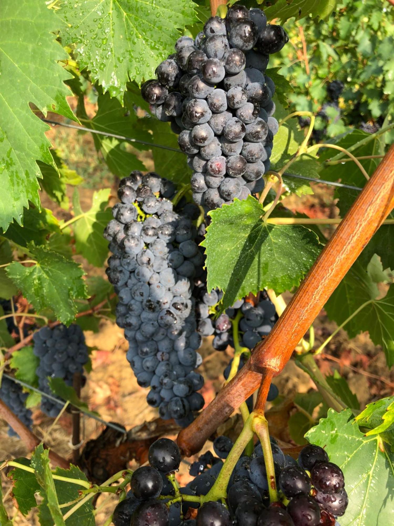 Agriturismo La Posta Reale Castiglion Fibocchi Kültér fotó