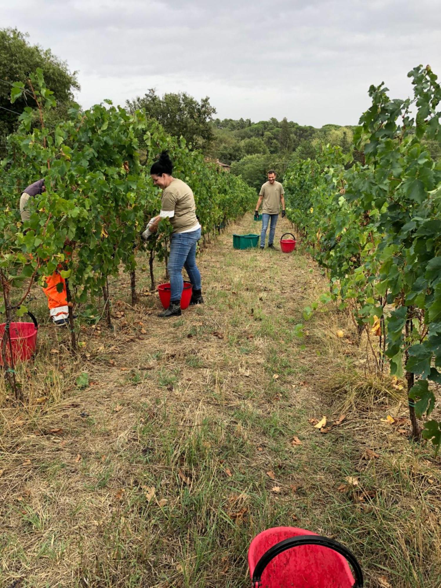 Agriturismo La Posta Reale Castiglion Fibocchi Kültér fotó