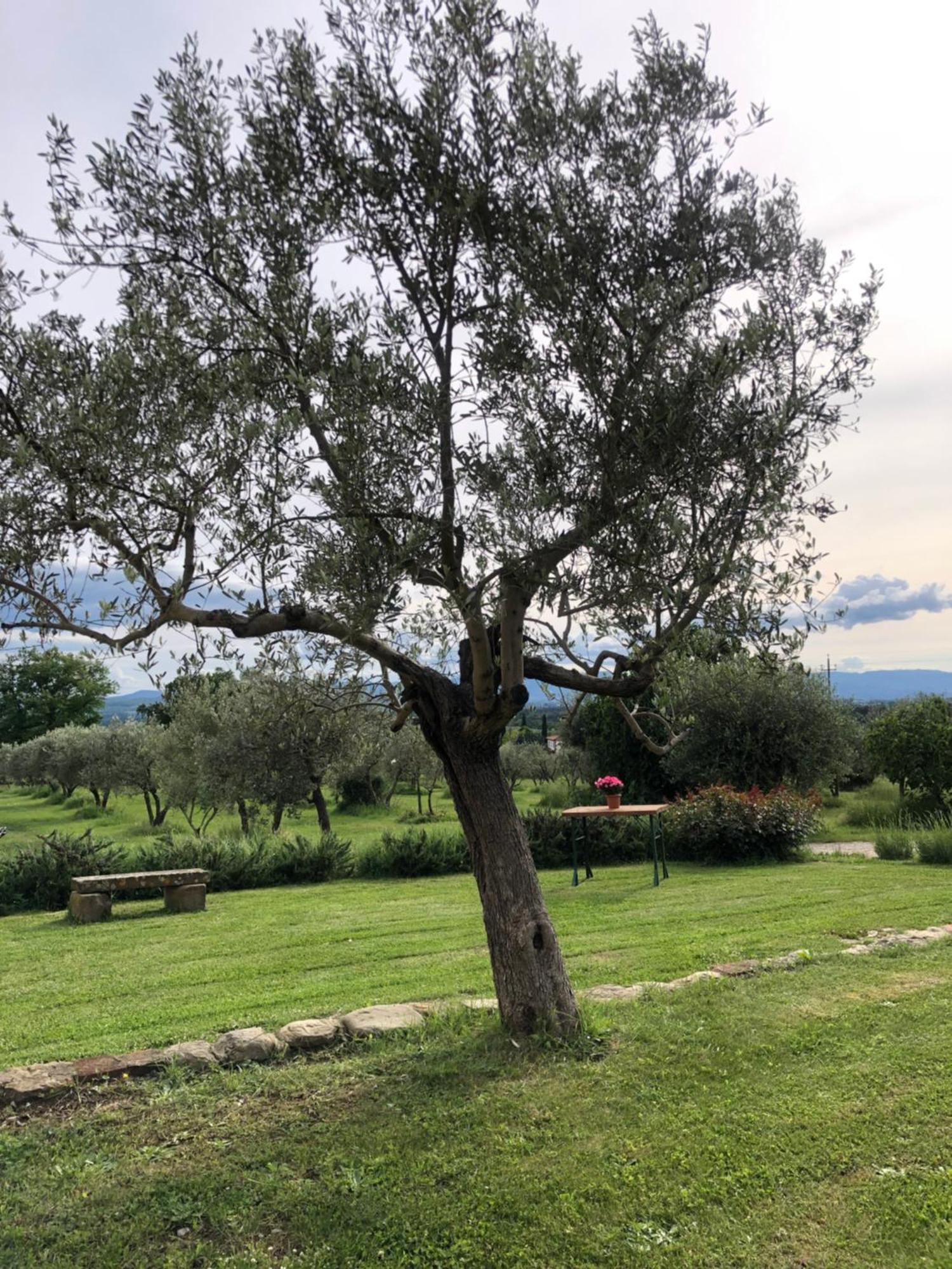 Agriturismo La Posta Reale Castiglion Fibocchi Kültér fotó